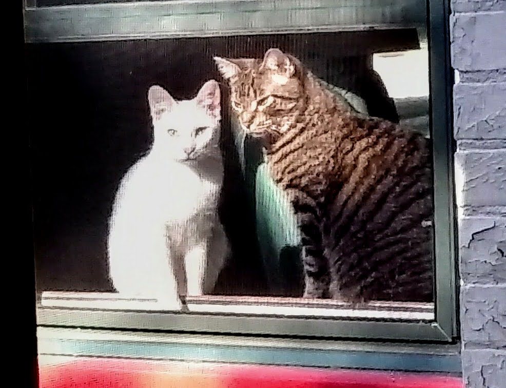 Tank and Sol.jpg