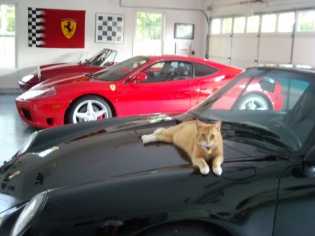 bad cat.jpg