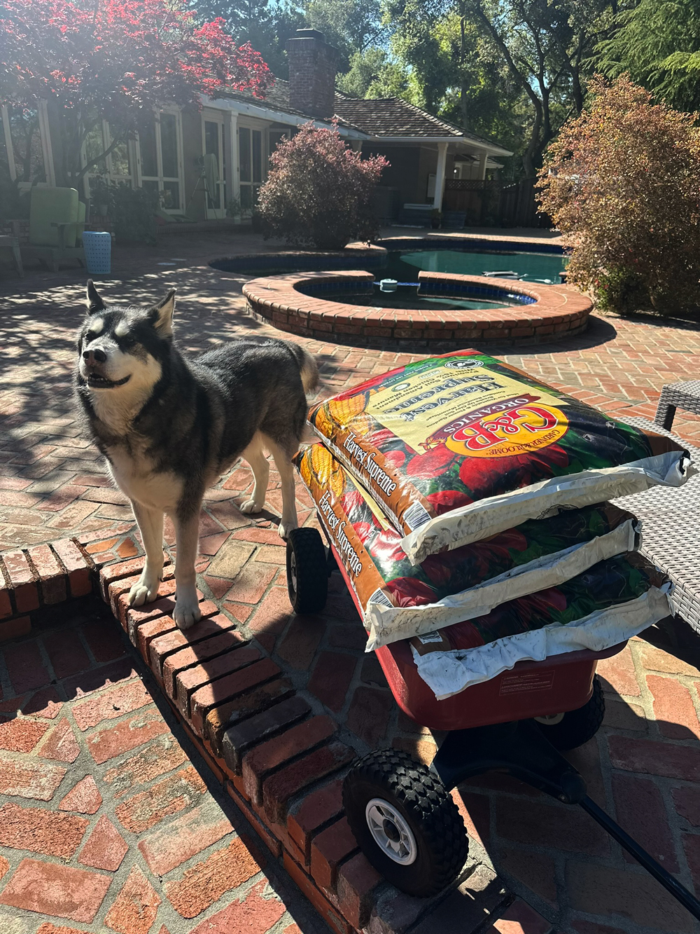 starsky-farm-dog.jpg