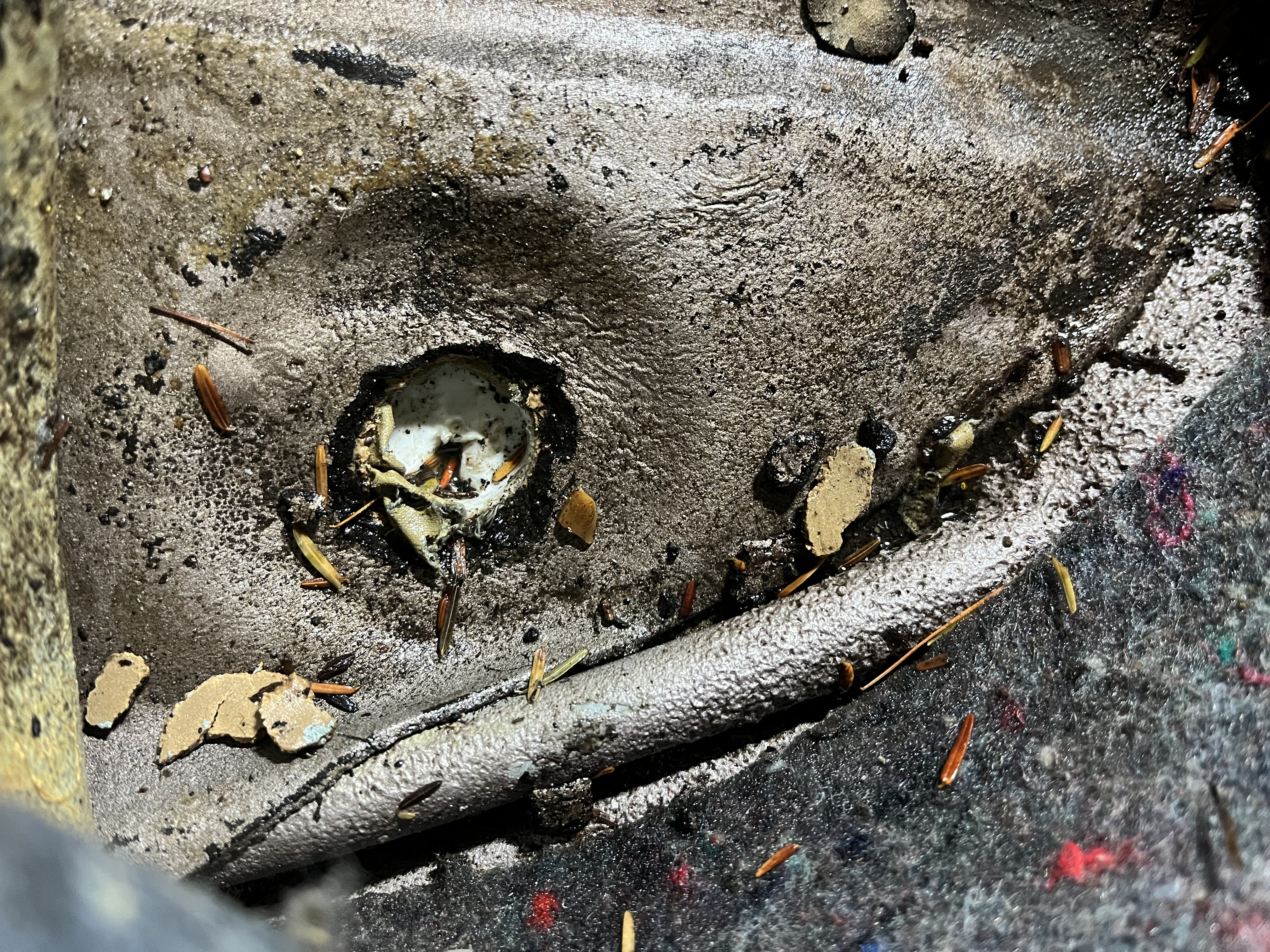 drain2.jpeg