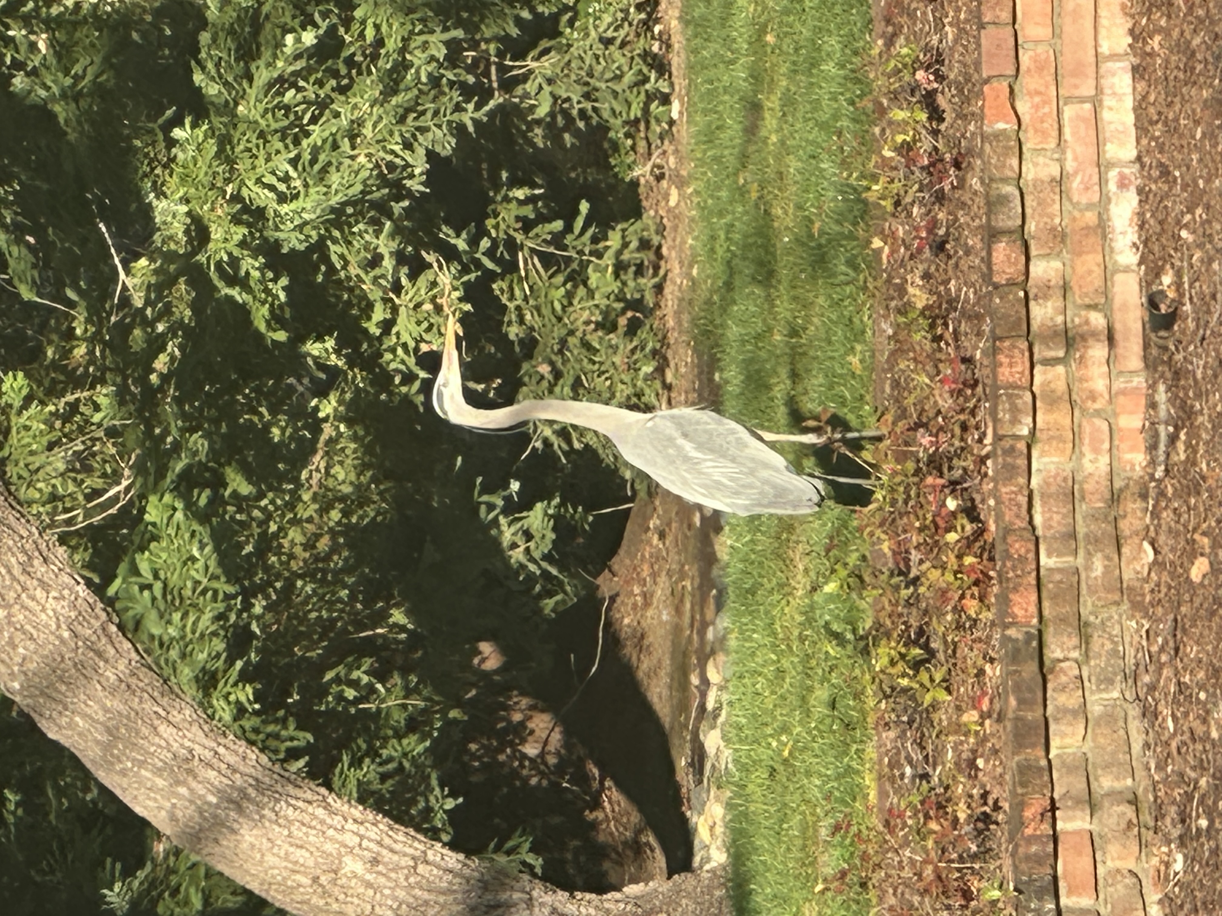 IMG_4982.jpeg
