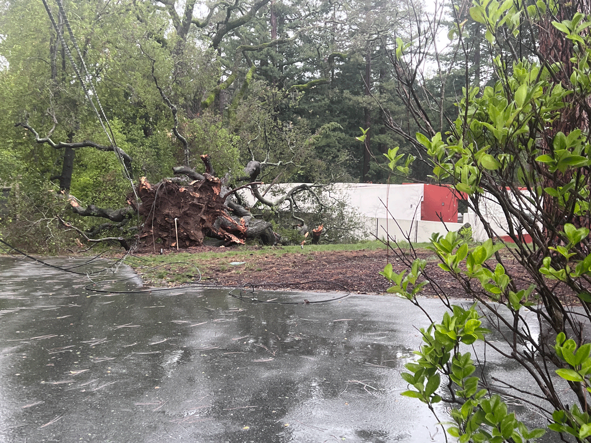 tree-down.gif