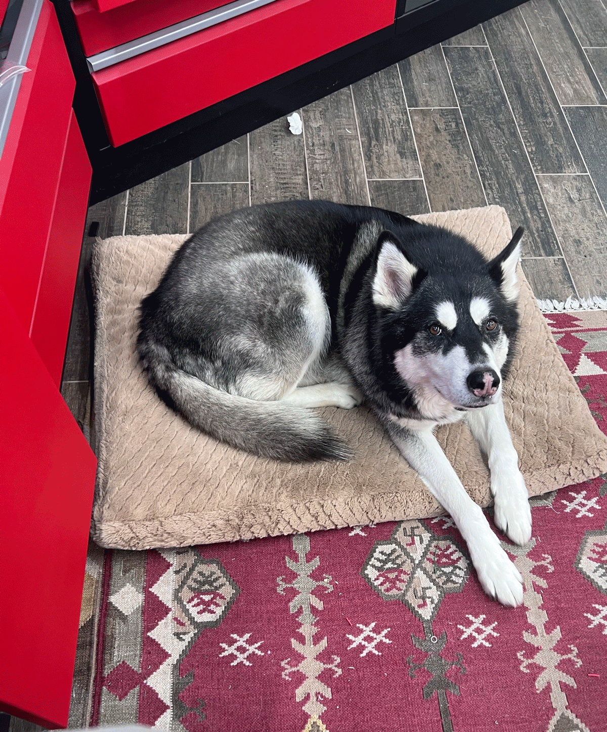 starsky-in-garage.gif