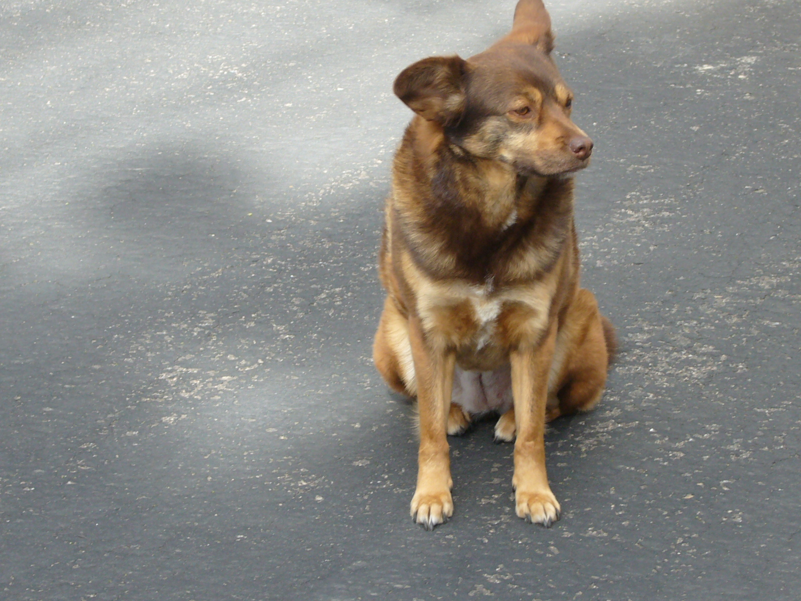 This is Holly, a rescue of course!  She is a very good girl!