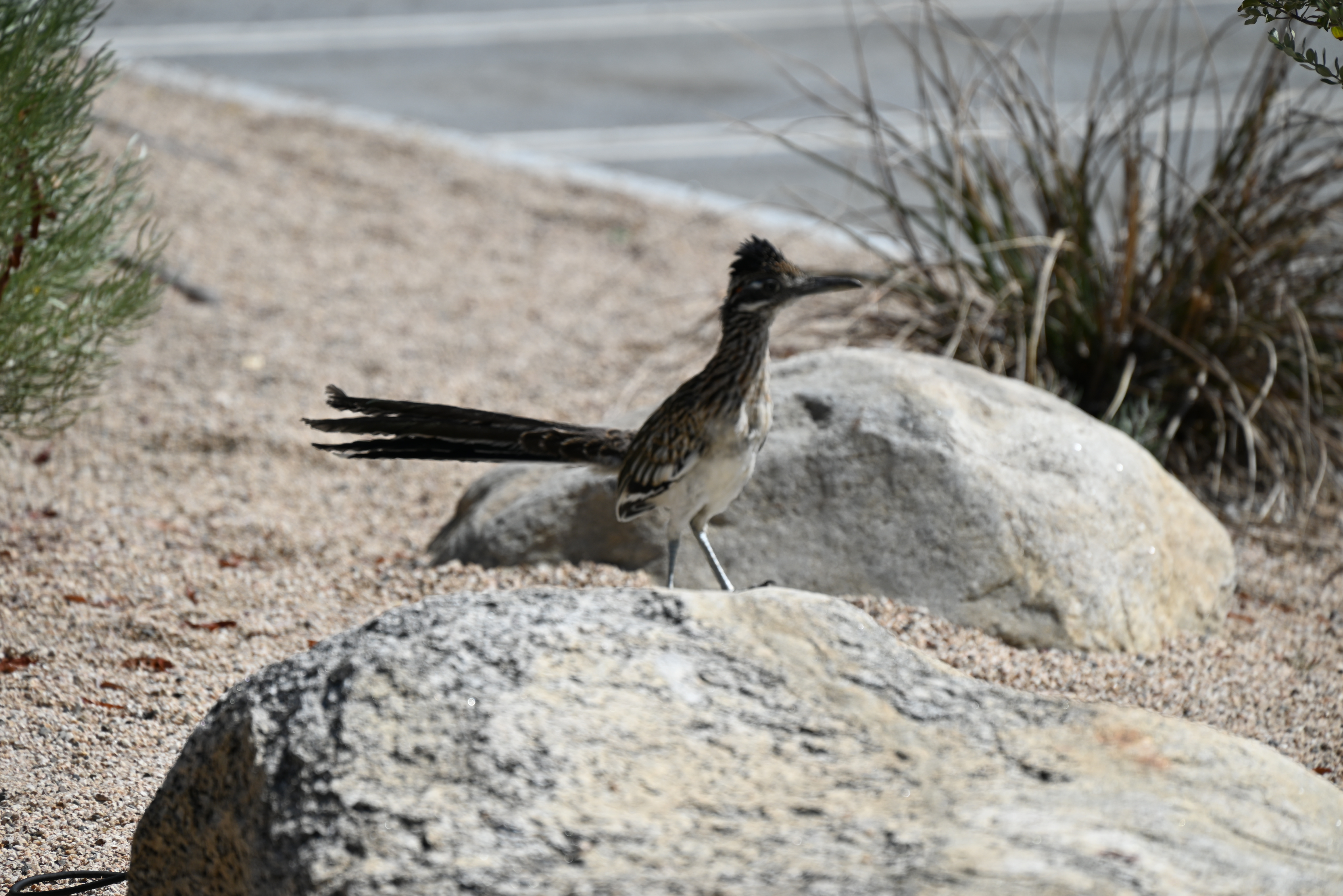 DSC_1091.JPG